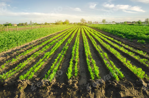 Preview: Carrot plantations grow in the field.
