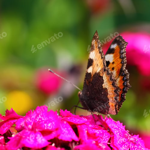 Preview: Monarch butterfly on a flower