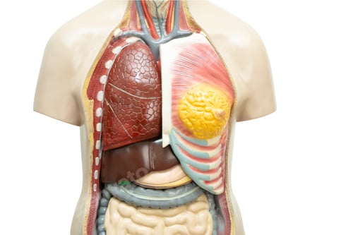 Preview: Human model anatomy for medical training course, teaching medicine education.