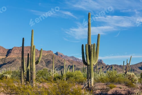 Preview: Saguaro
