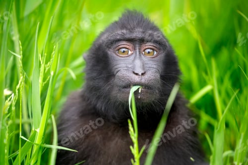 Preview: Crested Macaque baby (Macaca Nigra)