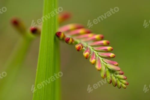 Preview: Spike of Flower Buds