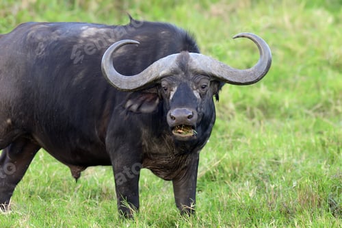 Preview: Wild African buffalo bull