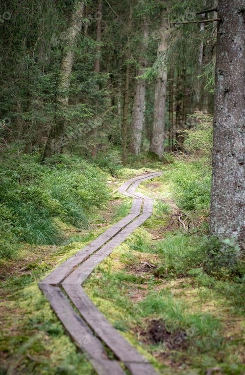 Preview: Landscape photo of a path in the forest or woods