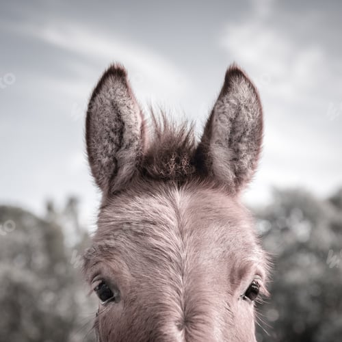 Preview: Donkey, nice ass, cheeky animal head, farm animals