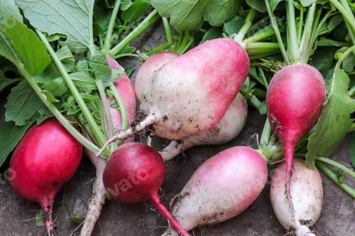 Preview: Freshly harvested, purple colorful radish. Growing radish. Growing vegetables.