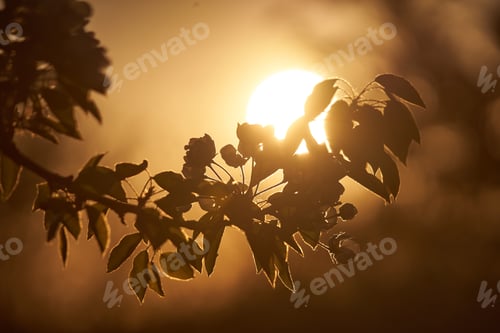 Preview: branch of apple tree