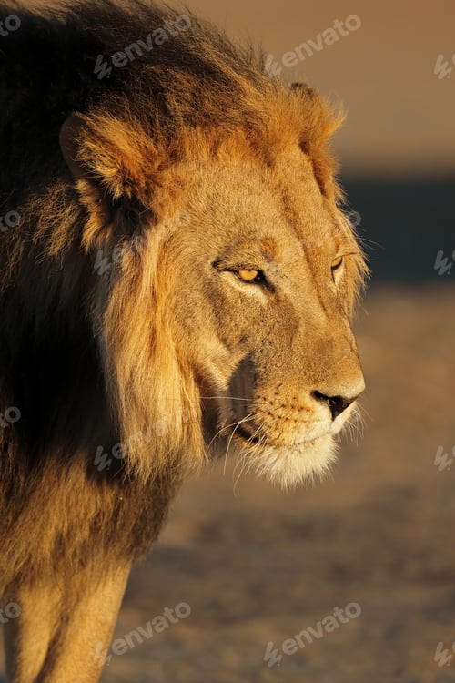 Preview: Portrait of a big male African lion