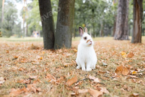 Preview: Autumn landscape. White little rabbit on an autumn meadow in the forest