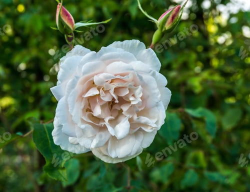 Preview: A Macro Shot Of A Rose. In A Garden In Seatac, Washington.