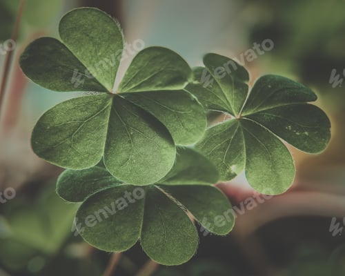 Preview: Closeup shot of a four-leaf clover leaves detailed texture