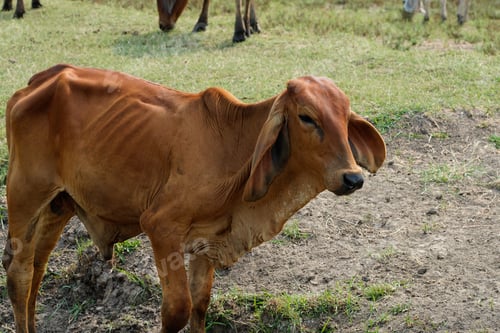Preview: Cow in the green grass