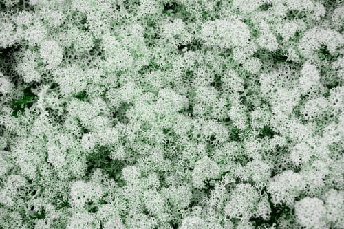 Preview: Reindeer moss in the forest. Yagel is a northern plant. Yagel Lichens that the reindeer eat. The