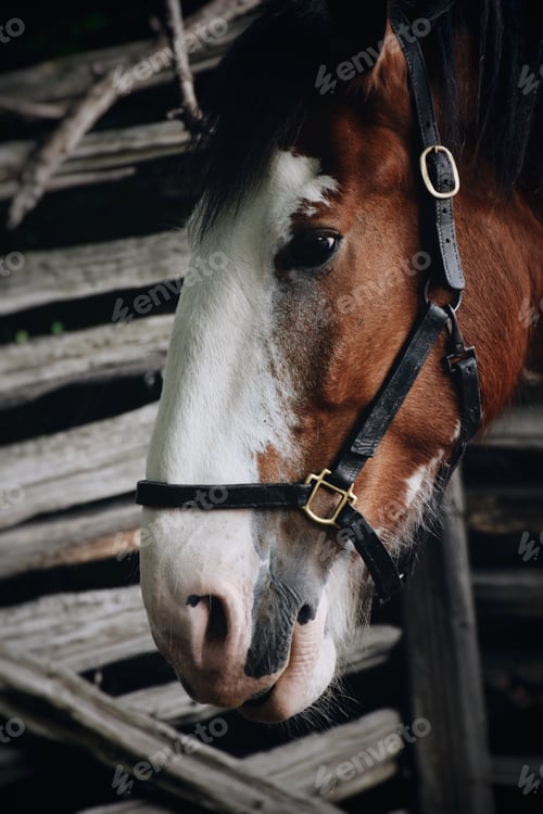 Preview: A closeup portrait of a beautiful horse