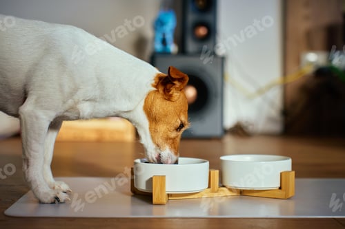 Preview: Jack Russell terrier dog eating dry food from bowl