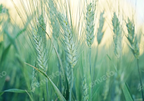 Preview: Closeup of unripe grain field of wheat in rays of sunset. Organic natural grains concept.