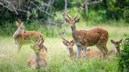Preview: A group of Sri Lankan axis deer rest and graze peacefully in a sunlit clearing at Yala