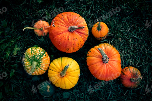 Preview: autumn decorative pumpkins. Thanksgiving or Halloween holiday harvest concept.