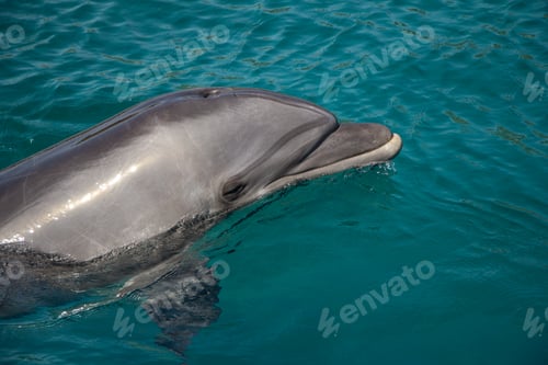 Preview: The dolphin