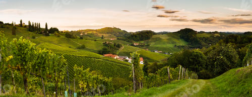 Preview: Sunset panorama of wine street in Styria. Fields of grapevines