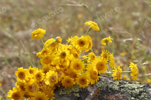 Preview: Flower