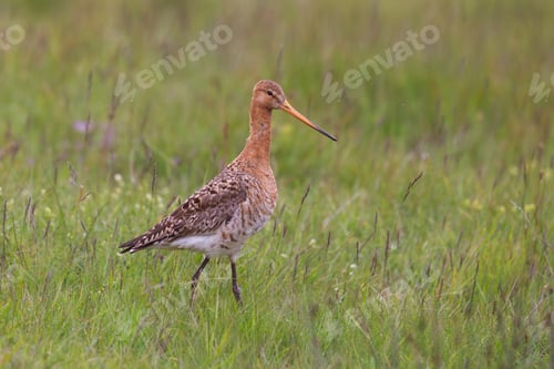 Preview: Tall black-tailed godwit walking on meadow in Iceland