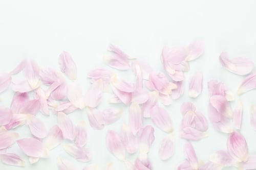 Preview: Pink tulip petals on pastel background.