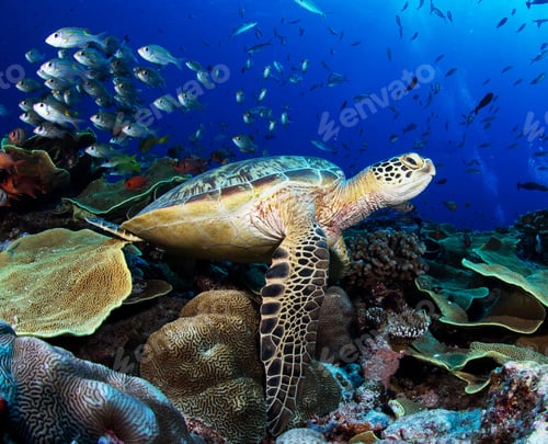 Preview: A Sea turtle swims underwater