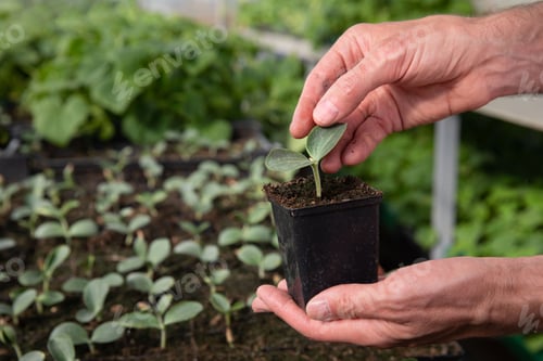 Preview: Close up of man farmer hands holding a pot with cucumber seedlings in hothouse.