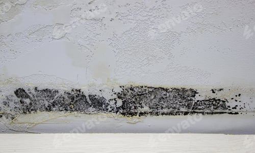 Preview: black mold on the wall. Fungus on the wall after the flooding of the house.