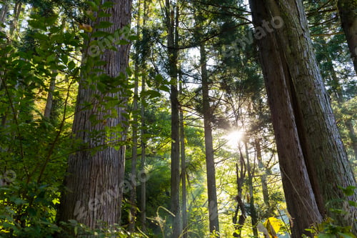 Preview: Green forest