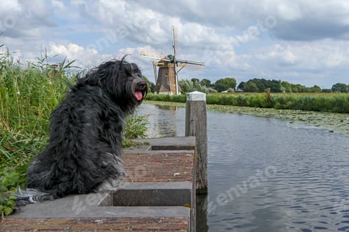 Preview: Dutch sheepdog (Schapendoes) for a windmill
