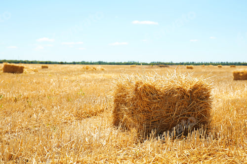 Preview: Cereal hay bale in field on sunny day. Grain farming