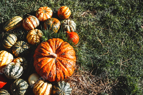 Preview: Colorful pumpkins and squashes in different varieties. Background