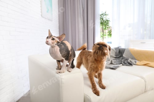 Preview: Adorable dog and cat together on sofa at home. Friends forever