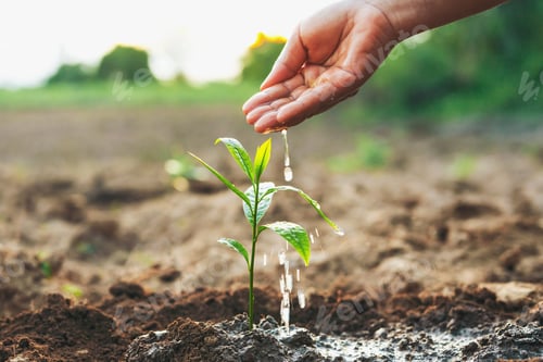 Preview: hand is watering a small plant in a dirt field