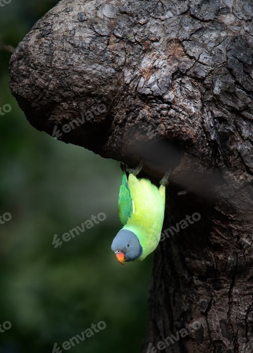 Preview: Slaty headed parakeet