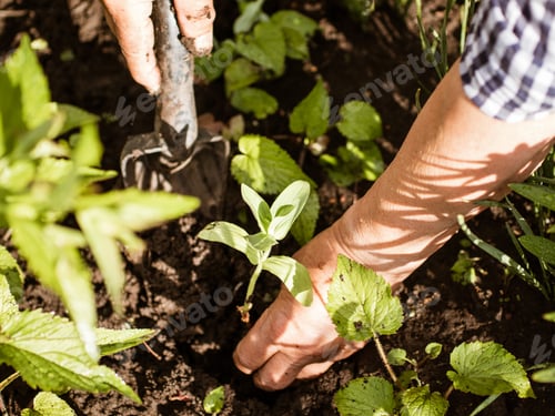 Preview: Natural background. Close-up of an elderly woman's hands. Summer. A woman grows flowers seedlings