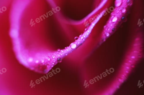 Preview: rose close-up with drops of water. dew on a flower