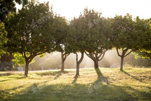 Preview: A bright sunny day in the park