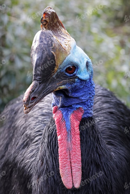 Preview: Closeup portrait of Helmeted cassowary in natural habitat