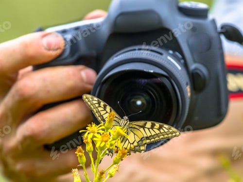 Preview: Butterfly nature photography