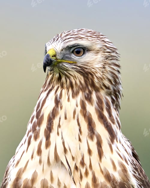 Preview: Rough-legged buzzard (Buteo lagopus)