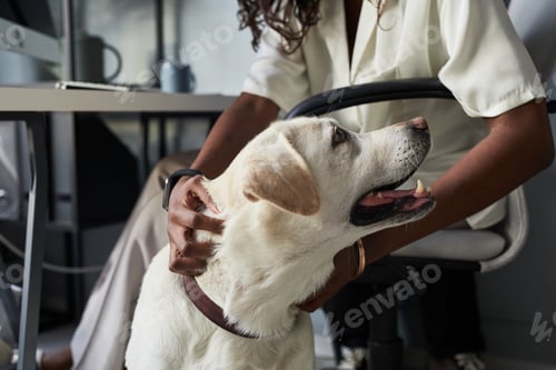 Preview: Woman Petting Dog in Office Close Up
