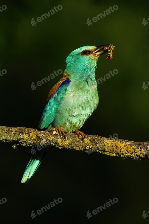 Preview: european roller with a insect in Kiskunsag National Park, Hungary