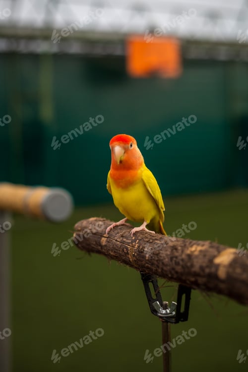Preview: Little lovebird on a stand