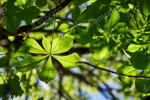 Preview: Young leaves of chestnut against the sky