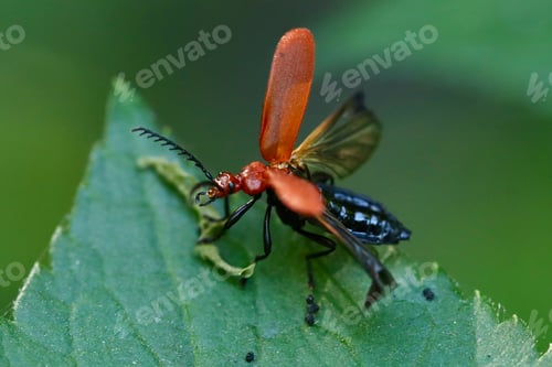 Preview: Close Up of Vibrant Red Beetle on Green Leaf in Nature