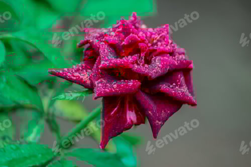 Preview: The beauty of nature's beautiful plant diversity on a cold morning