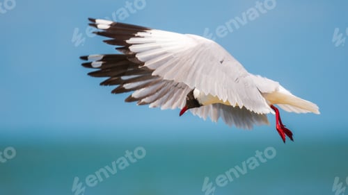 Preview: Brown-headed Gull in a dynamic mid-air dive, its wings fully extended